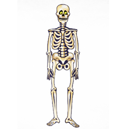 Dekorácia kostra na Halloween